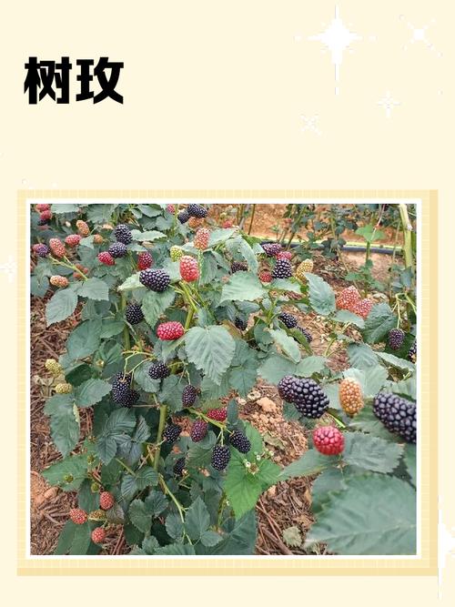 树莓单独一棵会结果吗