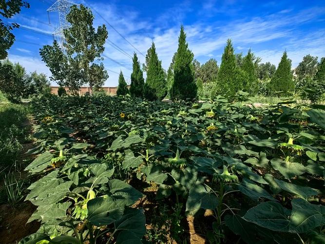空地种什么不用打理