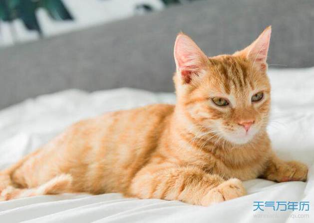 男人梦见猫要发财