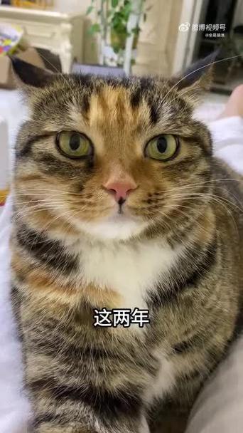 养猫后家里越来越穷