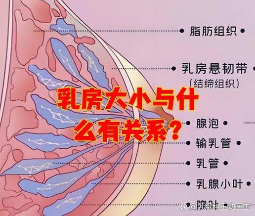 乳腺构成