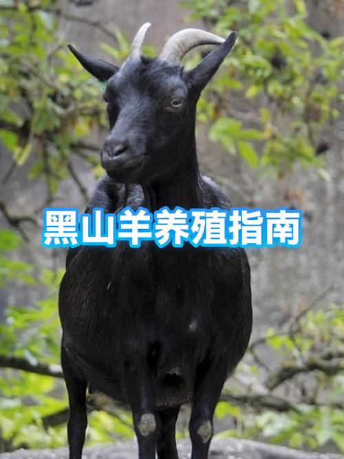 黑山羊养殖技术和管理方法