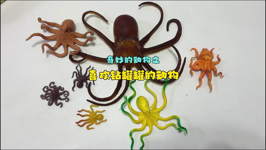 我救下了一只爱钻罐子的章鱼