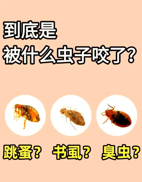 如何判断自己被哪种虫子咬了