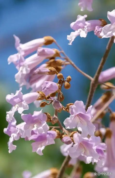 花语短句唯美句子八个字