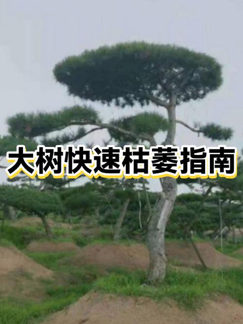 怎样能使大树快速枯萎