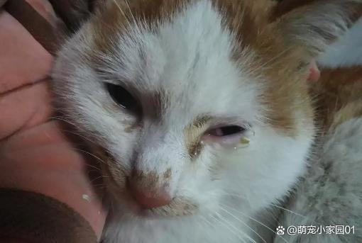 猫上火眼睛睁不开怎么办