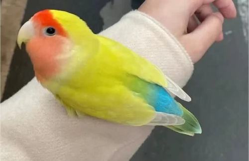 蓝腰黄桃和谁配对好看