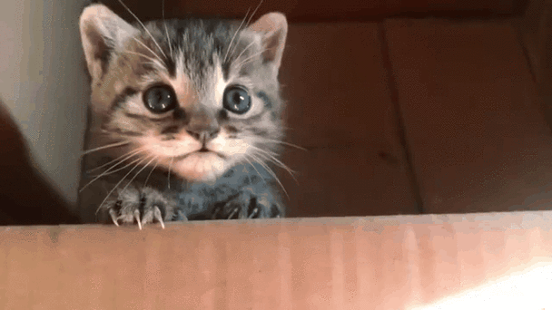 养分红猫缩略图