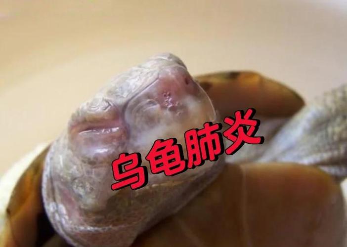 乌龟莫名其妙的叫是怎么回事截图