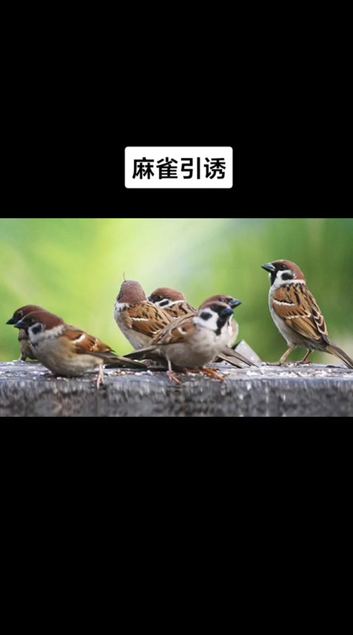 嘛雀叫声音