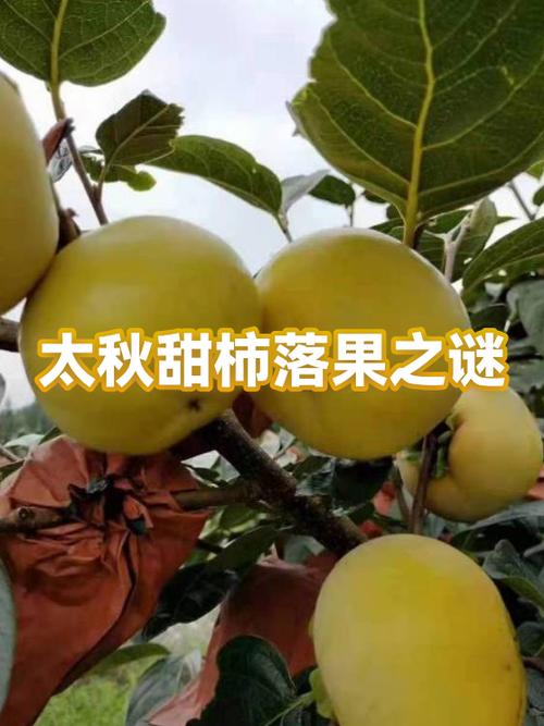 麻栗树果实和板栗有什么区别