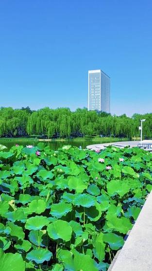 夏日公园缩略图