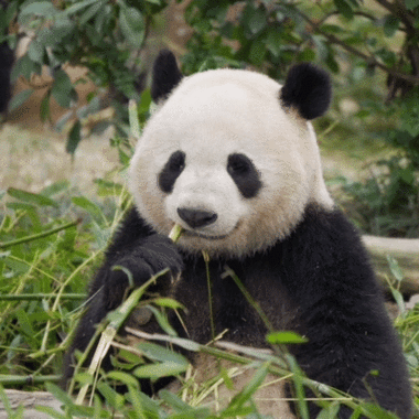 熊猫动态壁纸怎么锁屏