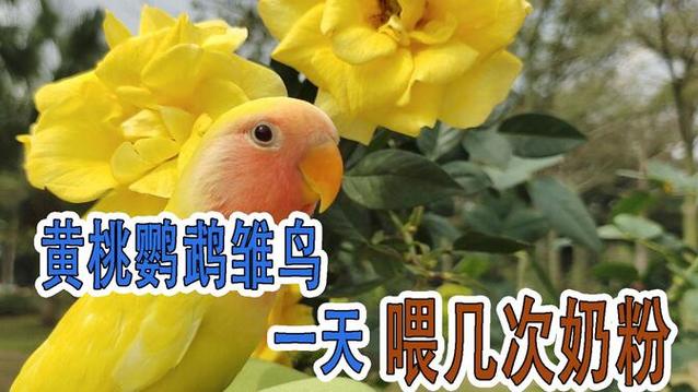 雏鸟晚上喂几次