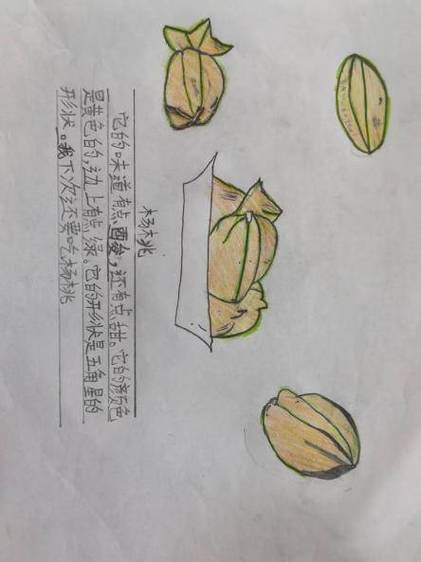 二年级写话《杨桃》