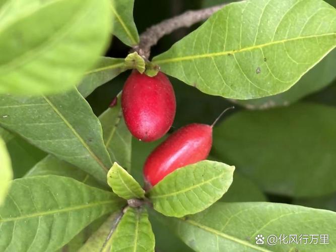 41种不常见的水果(图)
