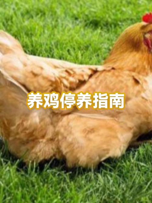 室内养鸡怎么养
