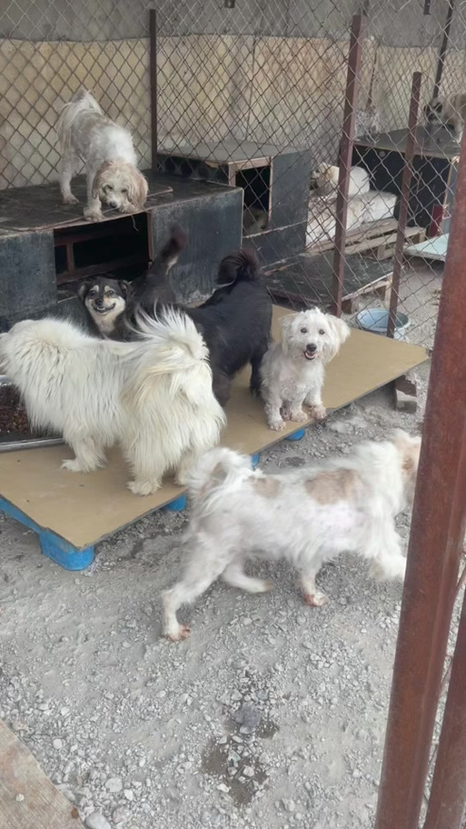 狗狗的家园图片大全