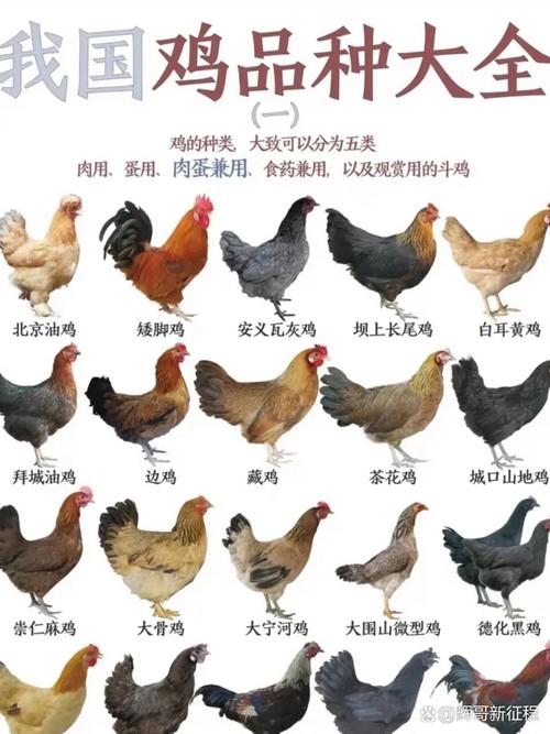 什么鸡分布最广