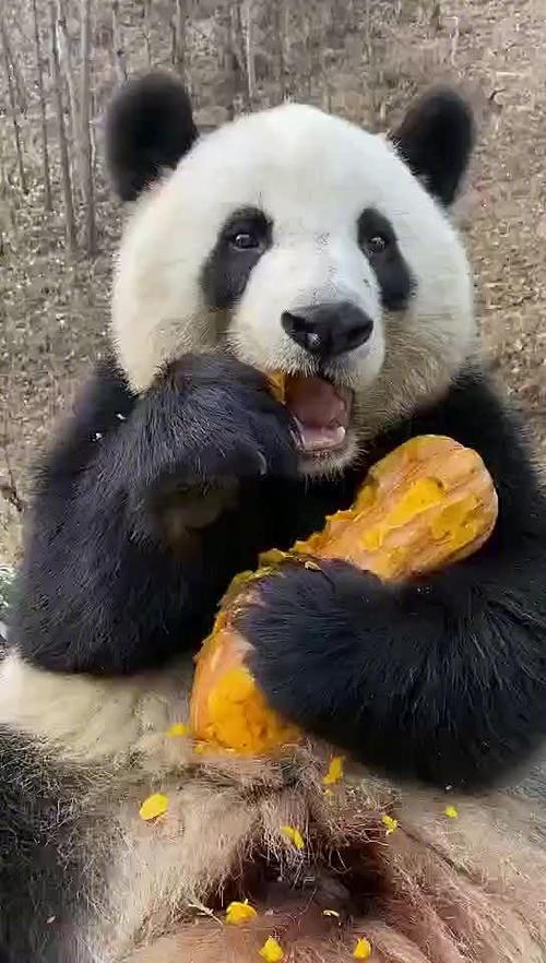 熊猫进食的视频