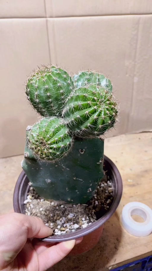 仙人掌中宝