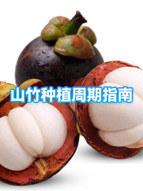 泰国山竹的季节是几月份