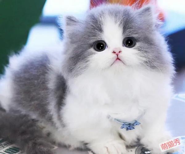 矮脚猫有哪些