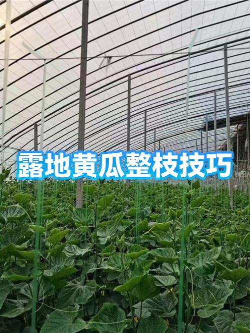 露地黄瓜用绳子搭架