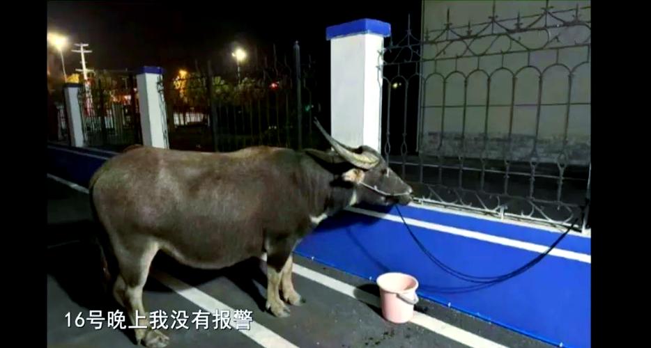 牛走失了会回家吗