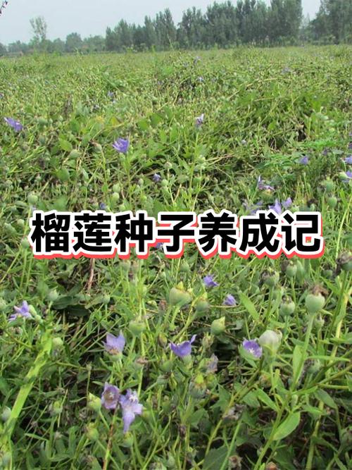 榴莲没有开口是不是没熟