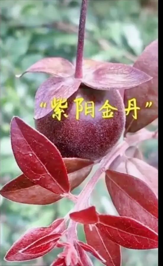 史上最强金丹