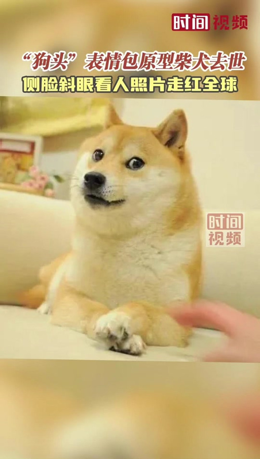 柴犬斜眼表情包缩略图