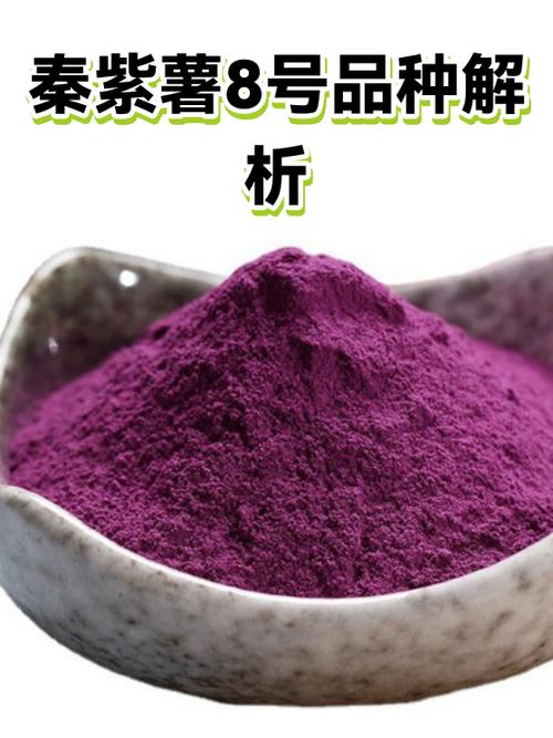 秦紫薯2号