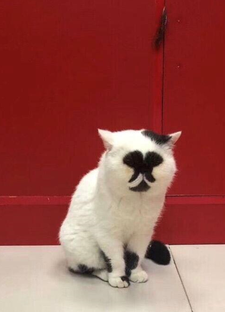 猫咪眼中最丑的猫