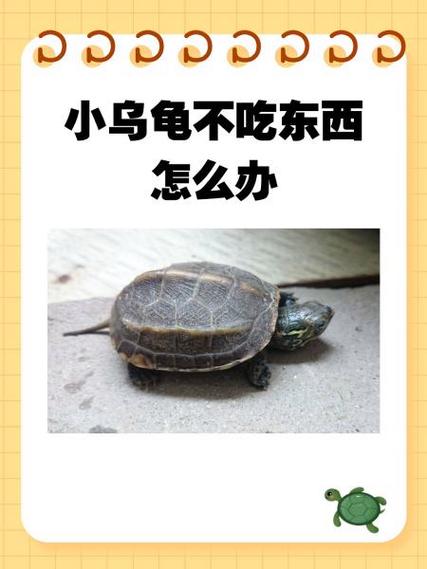 小乌龟不见了怎么让他出来
