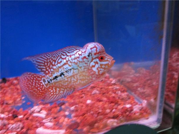 花花的鱼是什么鱼