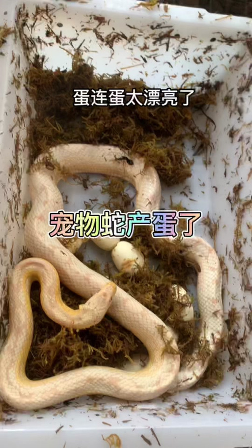 自制养模拟小宠物