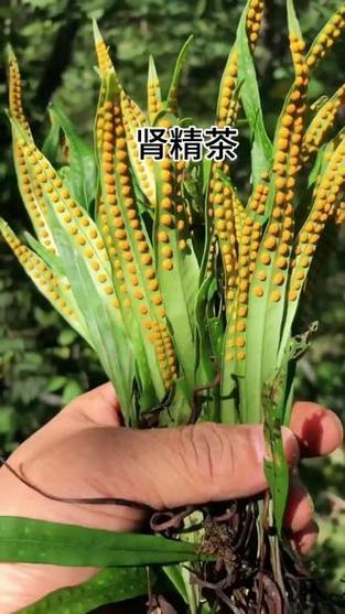 长白山嗷嗷叫是什么草图标