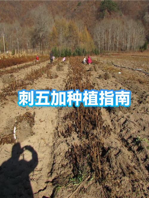 山坡地适合种植什么农作物