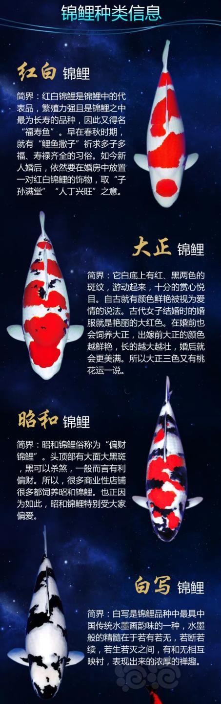 锦鲤app赚钱真的嘛