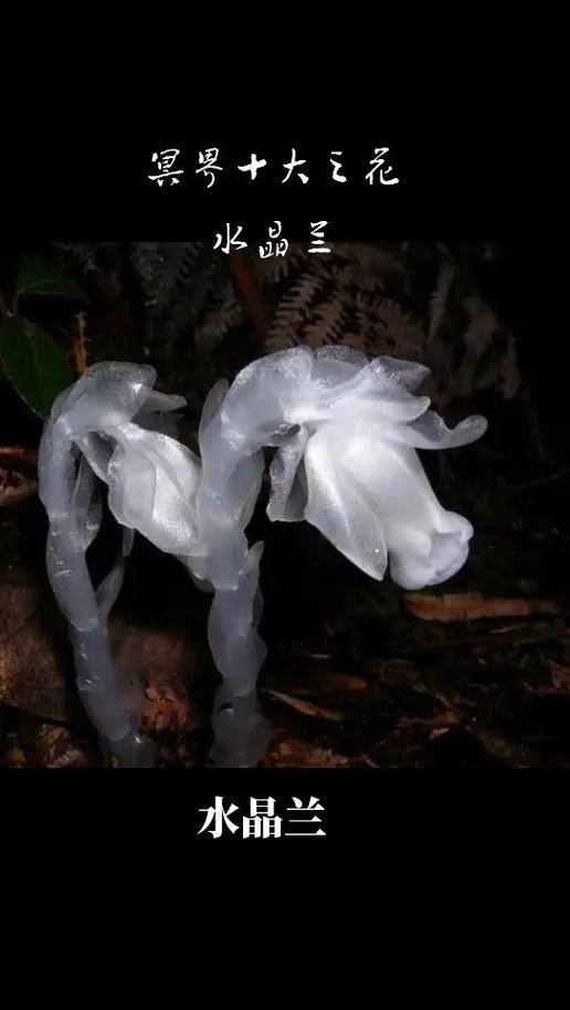 1500万的水晶兰图片