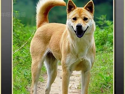 土狗是什么意思