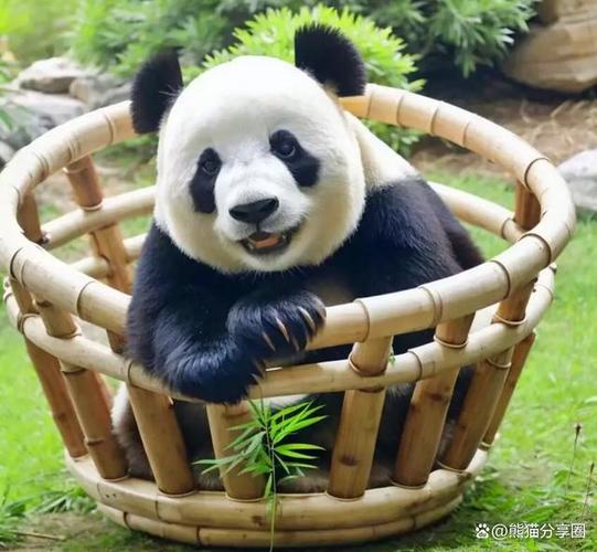 熊猫之森