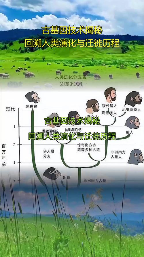最后的原始人活动顺序