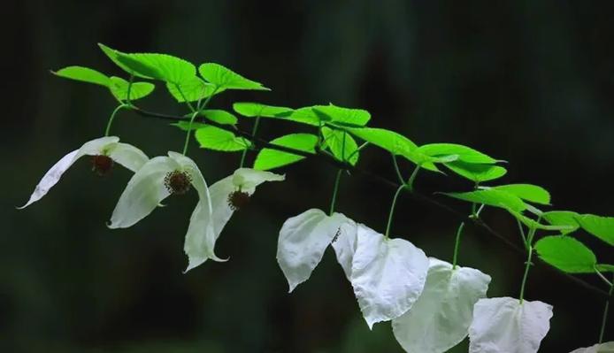 植物界中的熊猫
