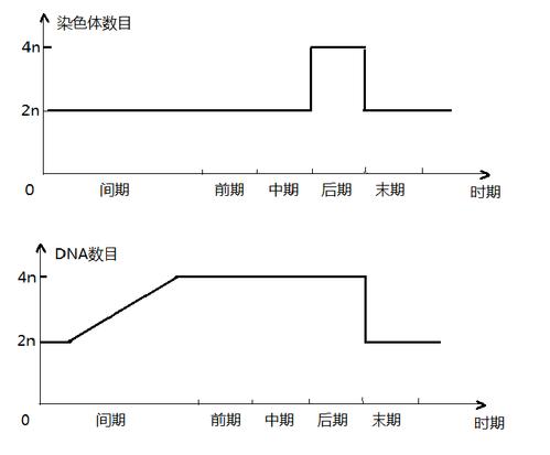 DNA的数量变化