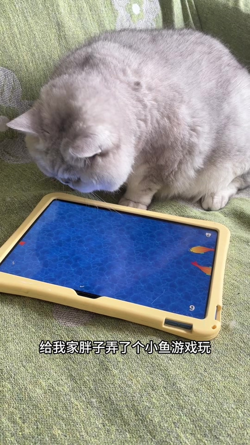 猫咪玩的触屏游戏叫什么名字
