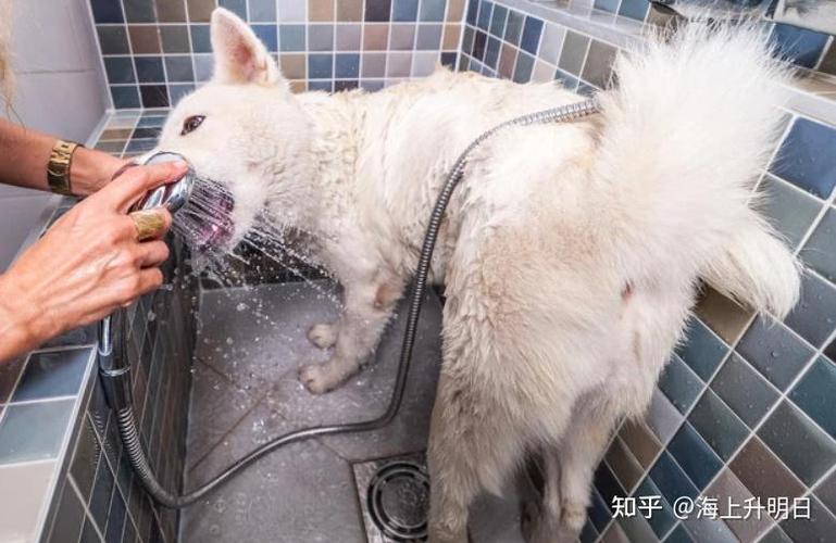 狗狗的应激反应有哪些