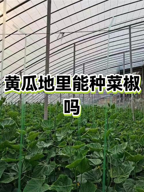 种菜椒赚钱么